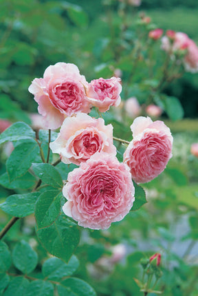 David Austin Rose - James Galway
