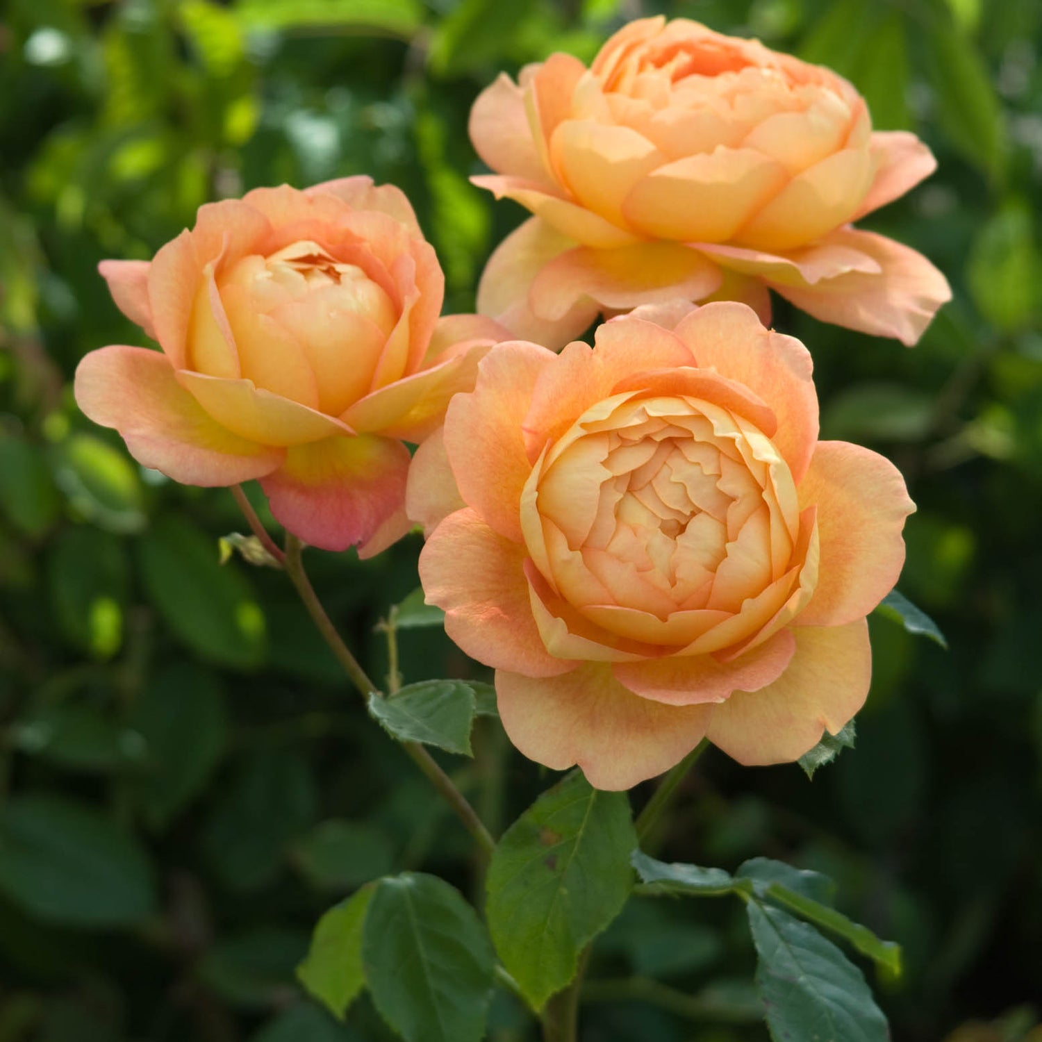 David Austin Rose - Lady of Shallott