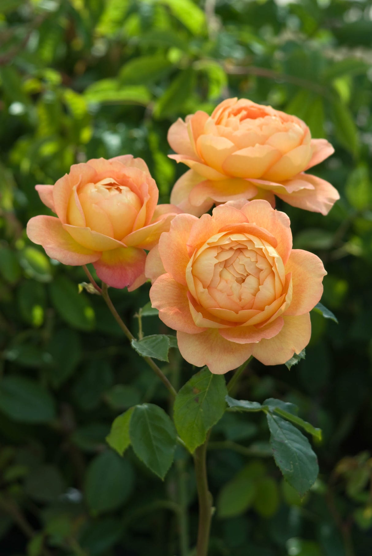 David Austin Rose - Lady of Shallott