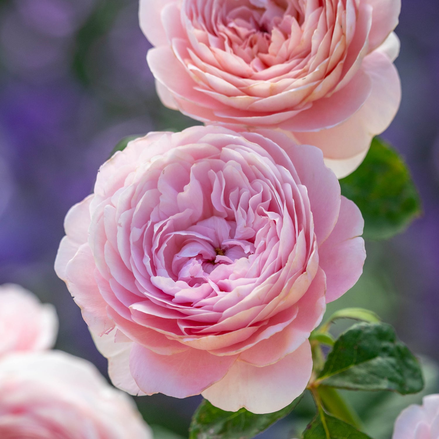 David Austin Rose - Queen of Sweden