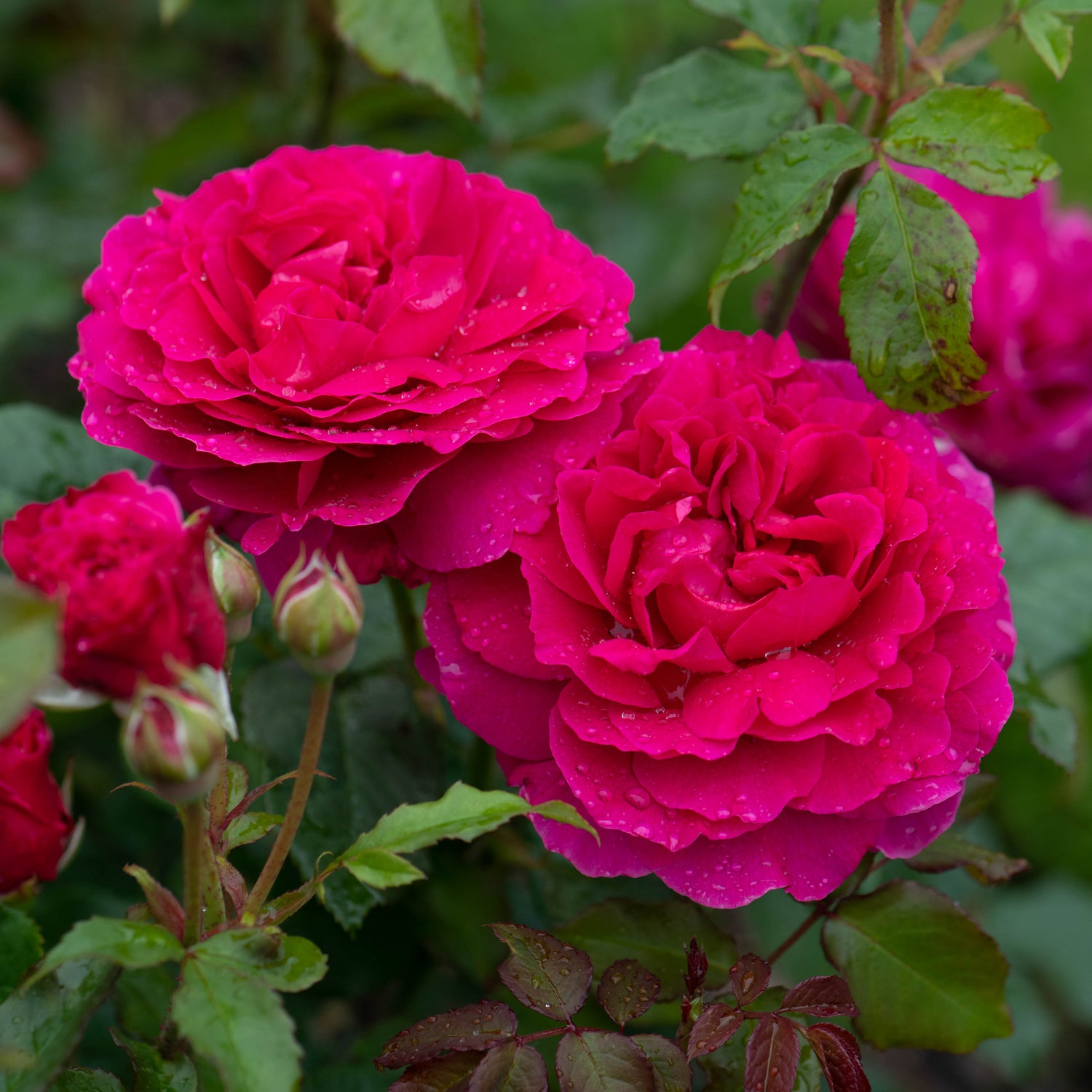 David Austin Rose - Gabriel Oak