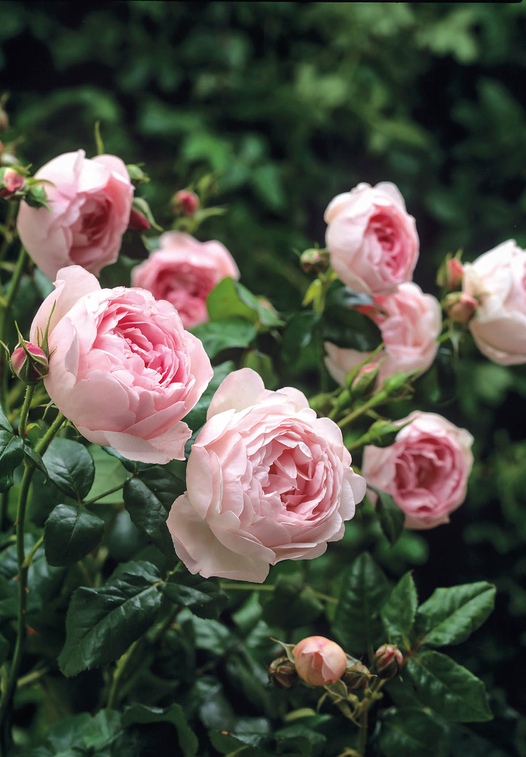 David Austin Rose - Scepter'd Isle